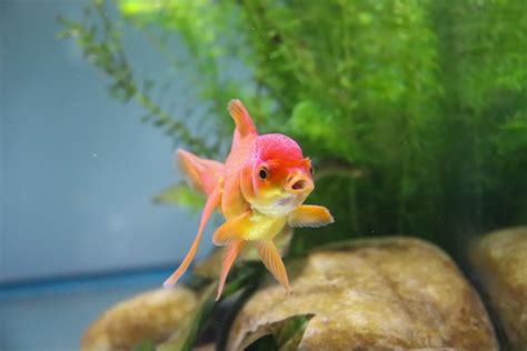 飼養魚|適合新手養魚品種 : 6種入門淡水魚